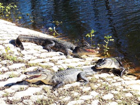 The Schramm Journey: Brazos Bend State Park