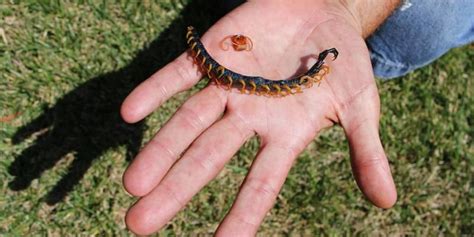 Venomous centipede sends Springfield man to hospital