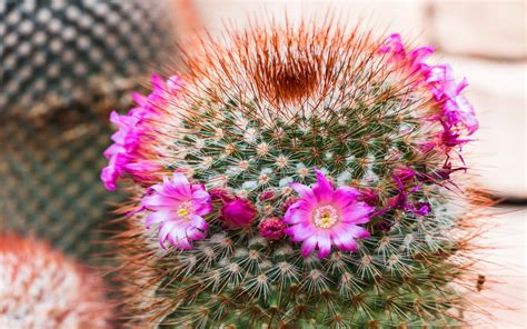 cactus, Flower, Bokeh, Desert, Plant, Nature, Landscape Wallpapers HD ...