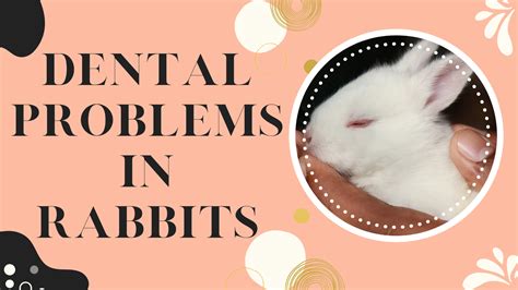 Dental Problems in Rabbits - The Rabbit Hop