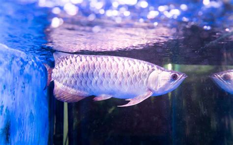 Asian Arowana - Habitat, Care, Feeding, Tank Size, Breeding - AquariumNexus