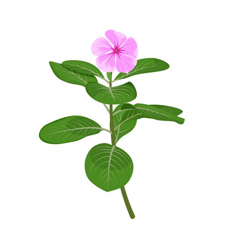 Vector illustration of madagascar periwinkles or catharanthus roseus ...