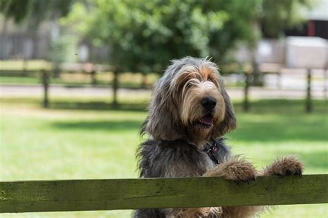 9 Ways to Keep Your Dog Out of Mulch - Quick & Easy Guide | Hepper