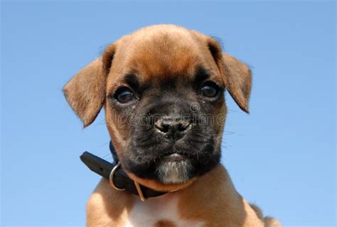 Baby boxer stock photo. Image of boxe, little, concentration - 27959310