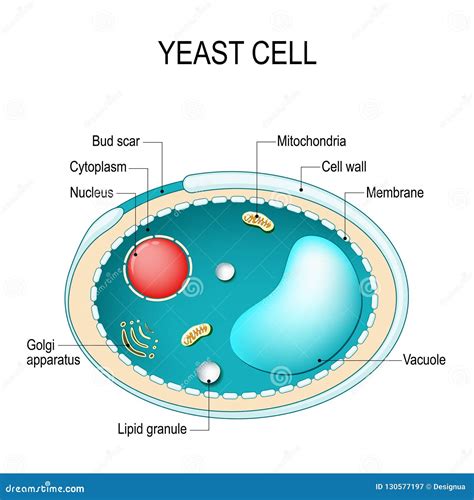 Cross Section of a Yeast Cell. Structure of Fungal Cell Stock Vector ...