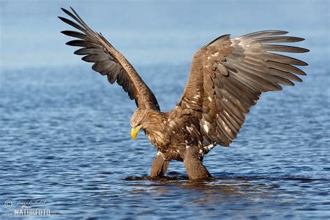 White-tailed Eagle Photos, White-tailed Eagle Images, Nature Wildlife ...