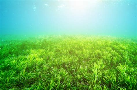 10 Facts About Seagrass You Probably Didn’t Know