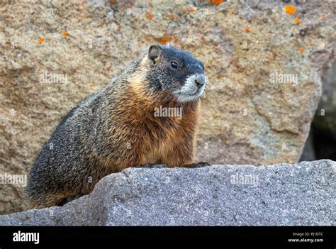 Yellow-bellied marmot (Marmota flaviventris) in rocky habitat ...