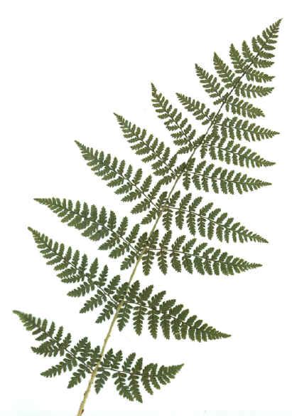 Species Blog: Evergreen Woodfern-Bog Ecosystem