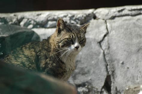 Trap-neuter-return to control feral cat colonies