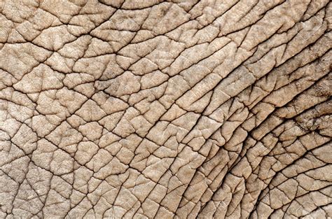 Elephant Skin | Photo texture, Texture art, Skin textures