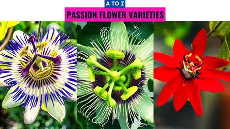 Passion Flower Varieties A to Z - YouTube