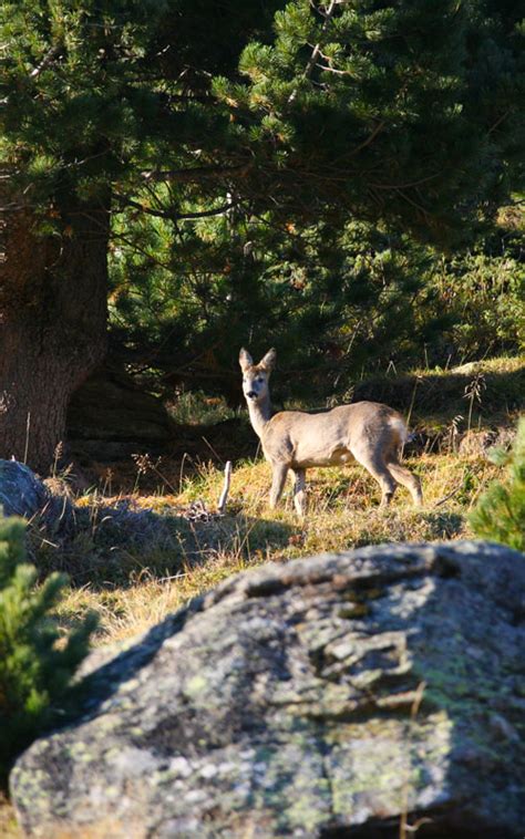 Family excursions - Parco Stelvio - Alta Valtellina | Forni2000