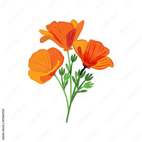 California Poppy, California Poppy Vector, Poppy Flower, Poppies Vector ...