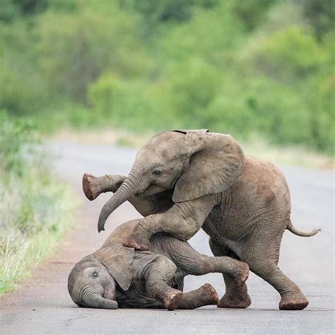 Baby elephants wrestling | Baby elephants playing, Cute baby animals ...