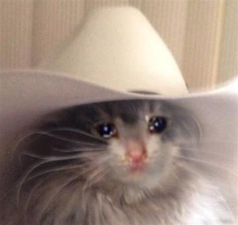 cowboy hat | Crying Cat | Know Your Meme