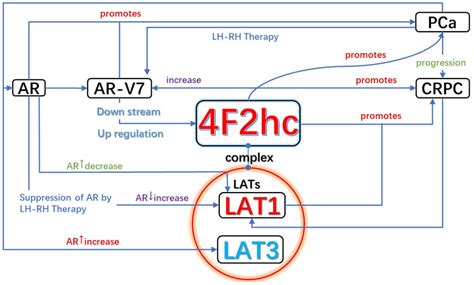 Relationship of LAT1-4F2hc and PCa & CRPC: The relationship between ...