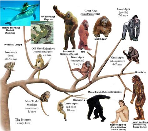 Primate Family Tree - Continuing Creation