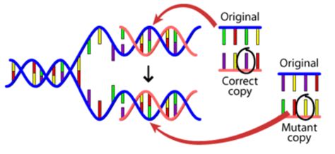 What is genetic variation | Human genetic variation