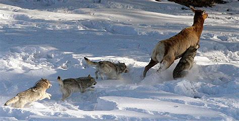 Gray Wolf Physiology – Wolves in The State of Oregon