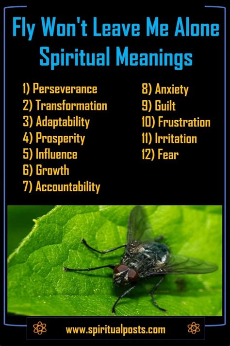 Why Fly Won't Leave Me Alone? 12 Spiritual Meanings | Spiritual Posts