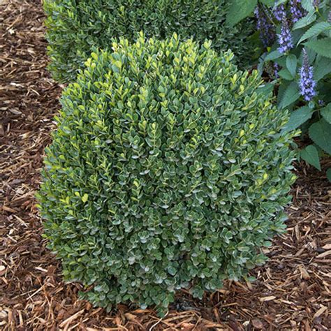 Types Of Boxwood Evergreen Shrubs