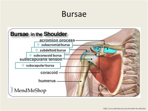 Image result for subscapular bursa | Bursa, Bursitis shoulder, Bursitis