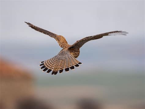 Kestrel Hovering: A Complete Guide | Birdfact