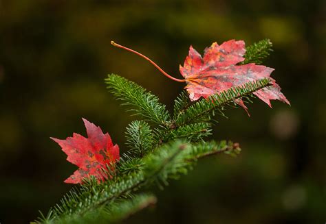 Pine Tree Leaves Photograph by Lyn Scott - Fine Art America