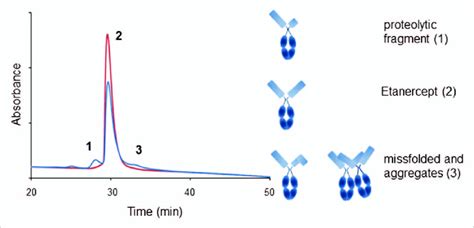 elution profile of etanercept on a butyl NPr HIC-HPLC column at initial ...