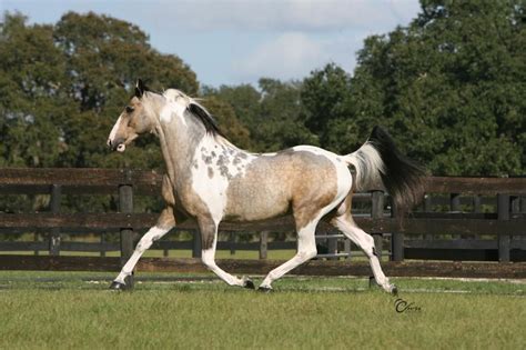 Golden Buckskin Andalusian Horse - golden dappled buckskin Iberian ...