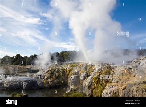 Pohutu geyser erupting steaming water in Te Puia in Whakarewarewa ...