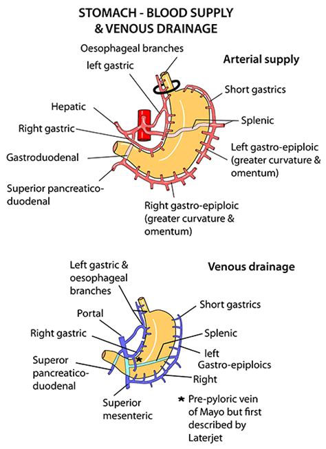 Instant Anatomy - Abdomen - Areas/Organs - Bowel - Stomach Blood supply ...