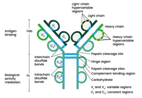 Immunoglobulin: Introduction, Structure and function - Microbiology Notes