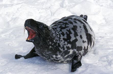 Foca de Casco | Wiki Reino Animalia | Fandom