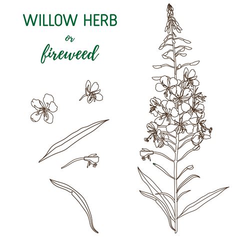 Packaging for willow herb tea on Behance