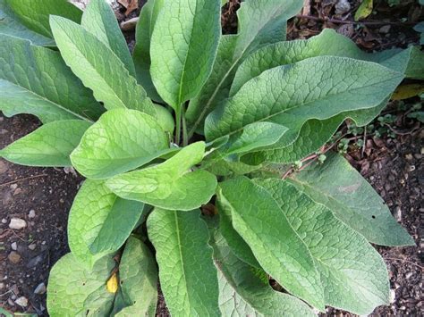 Everything You Need to Know About the Amazing Comfrey Plant - Garden ...