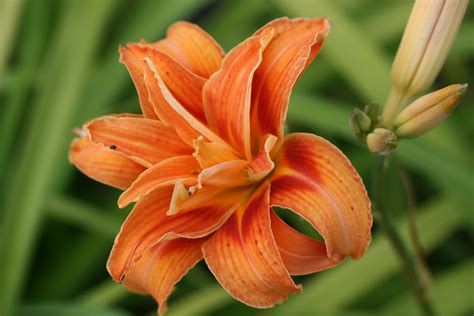 HEMEROCALLIS fulva Variegated Kwanso