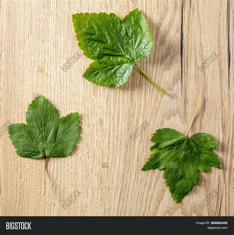 Green Leaves Tree On Image & Photo (Free Trial) | Bigstock