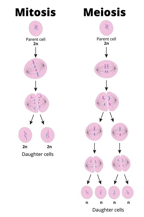 Mitosis Vs Meiosis Haploid Diploid