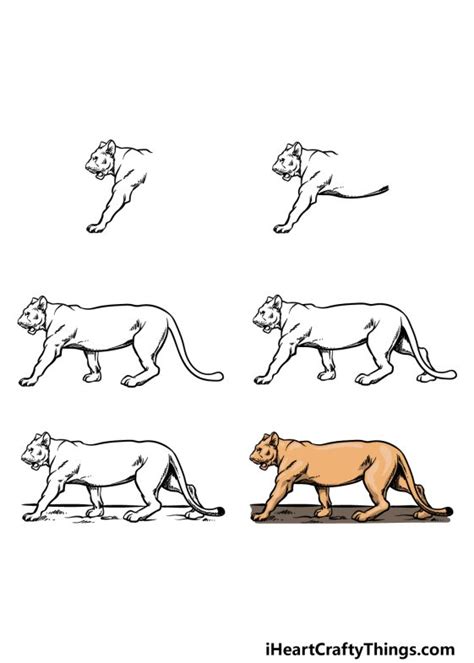 Lioness Drawing - How To Draw A Lioness Step By Step