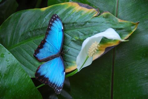 The Meaning of Black and Blue Butterfly: Interesting facts | Nature And ...