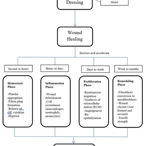 (PDF) The Benefits Of Occlusive Dressings In Wound Healing