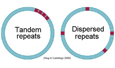 Dispersed_&_Tandem_repeats