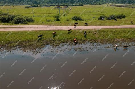 Premium Photo | Aerial view of cows herd grazing on pasture field, top ...