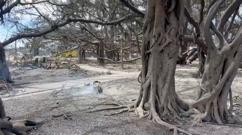 Maui wildfire burns 150-year-old banyan tree, threatening survival ...