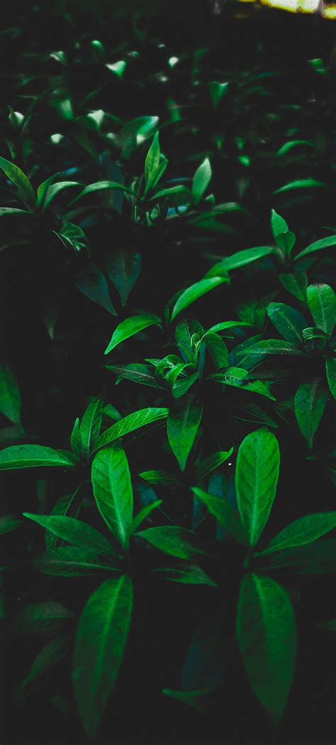 Hd Green Leaves Background