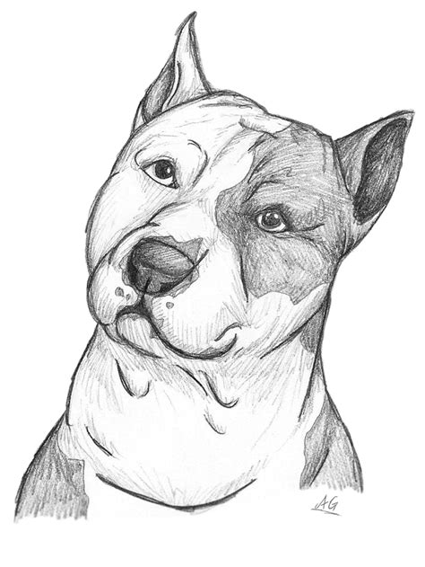 Pin de sboyers em Pit Bull Drawings/Art | Desenho de cachorro, Desenhos ...