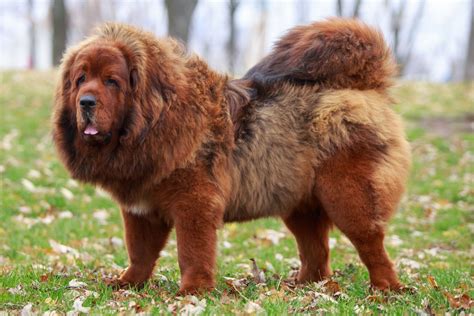 Tibetan Mastiff: Dog Breed Characteristics & Care