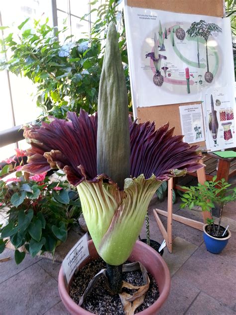 'Corpse Flower' In Bloom At UW-Madison Greenhouse | Wisconsin Public Radio